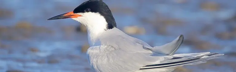 Roseate tern