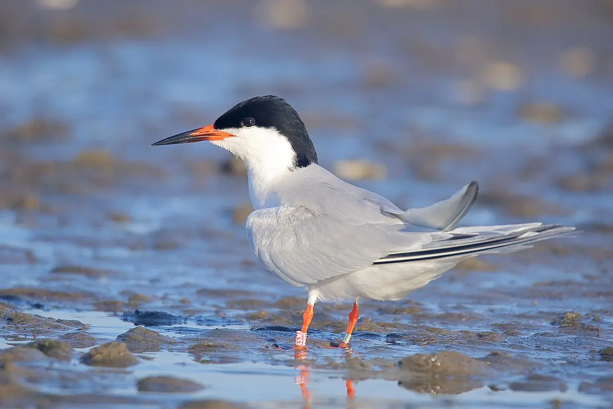 Roseate tern