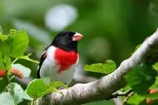 Rose-breasted grosbeak