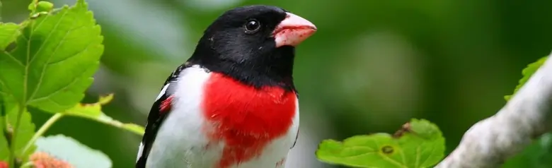 Rose-breasted grosbeak