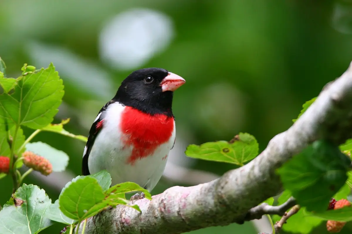 Rose-breasted grosbeak