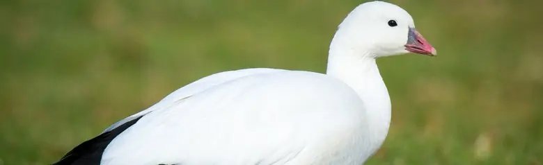 Ross's goose