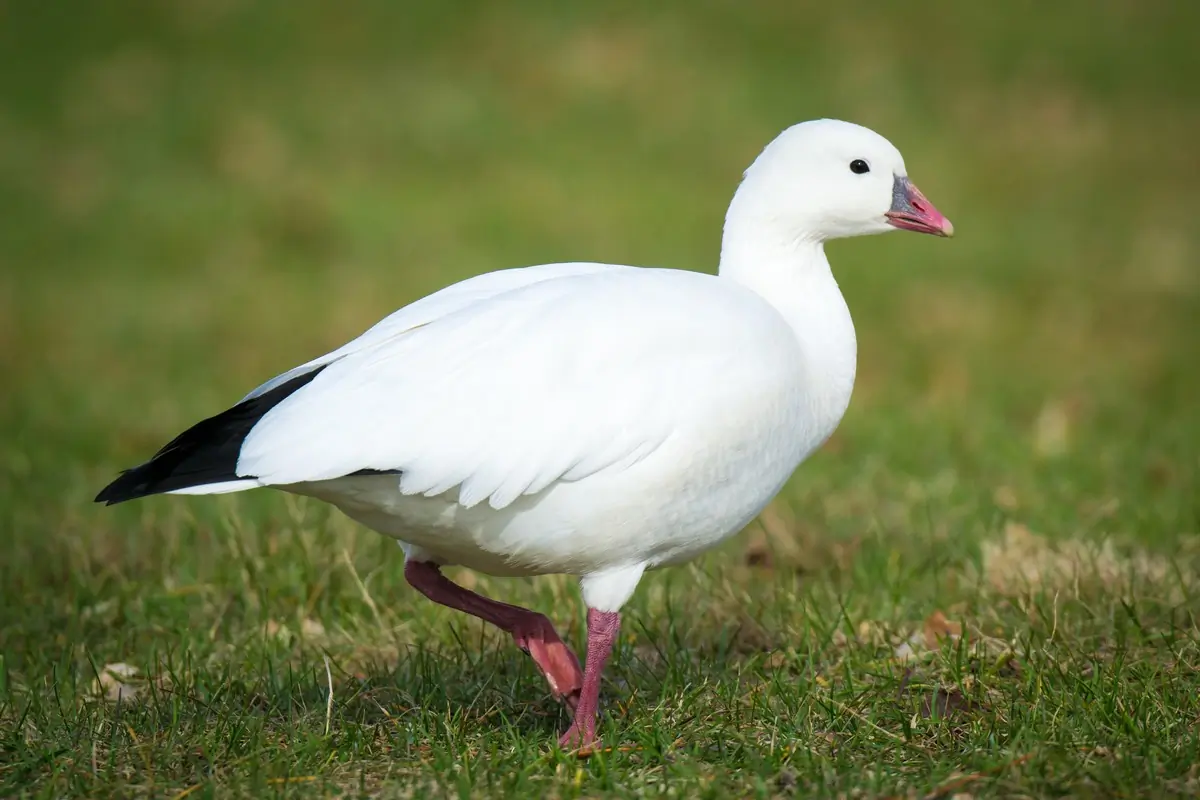 Ross's goose