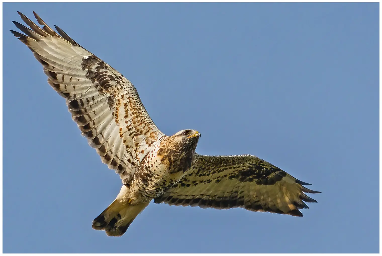 Rough-legged hawk. Seen from the underside up towards the sky. ysere Light plumage. The bird has a white tail with a dark trailing edge.