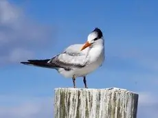 Royal tern