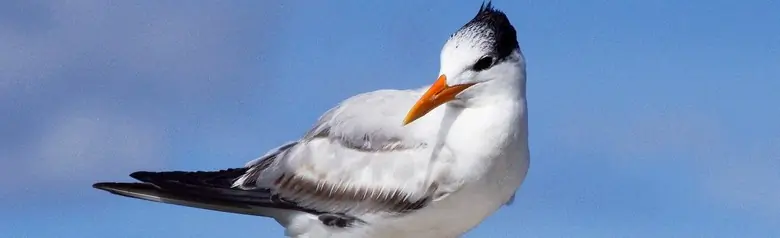 Royal tern
