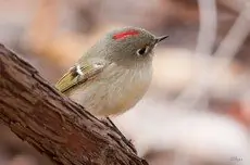 Ruby-crowned kinglet