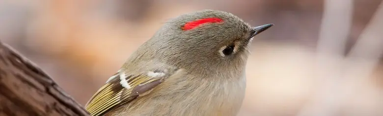Ruby-crowned kinglet