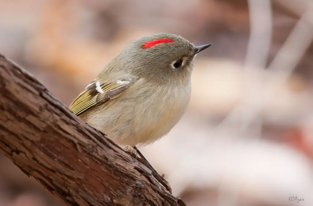 Ruby-crowned kinglet