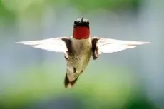 Ruby-throated hummingbird