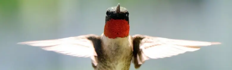 Ruby-throated hummingbird
