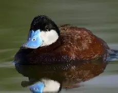 Ruddy duck
