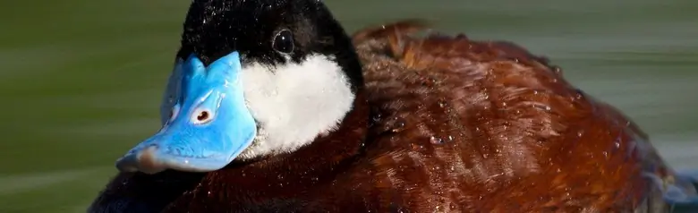 Ruddy duck