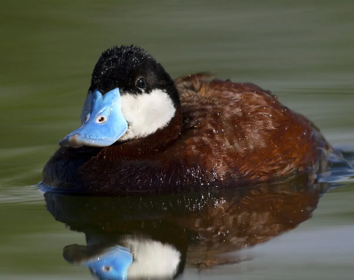 Ruddy duck