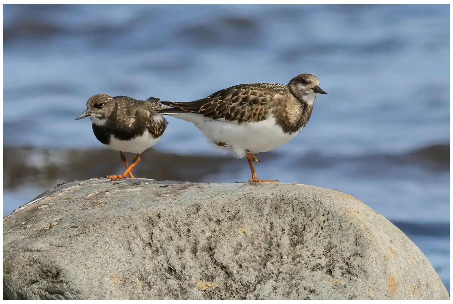 Ruddy turnstone
