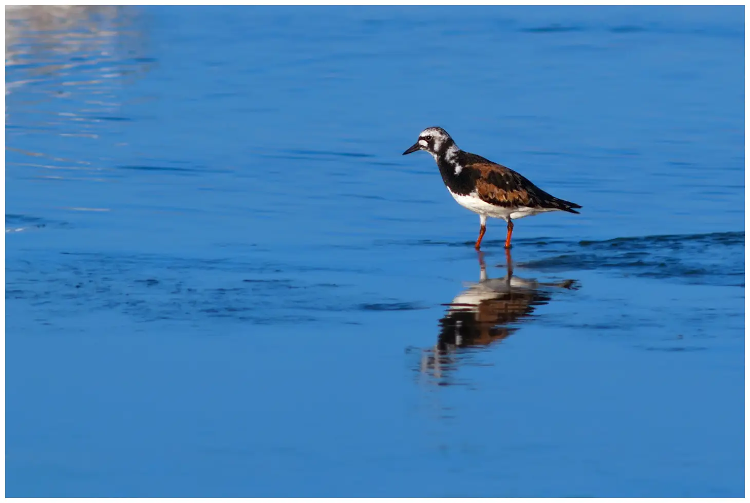 Ruddy turnstone