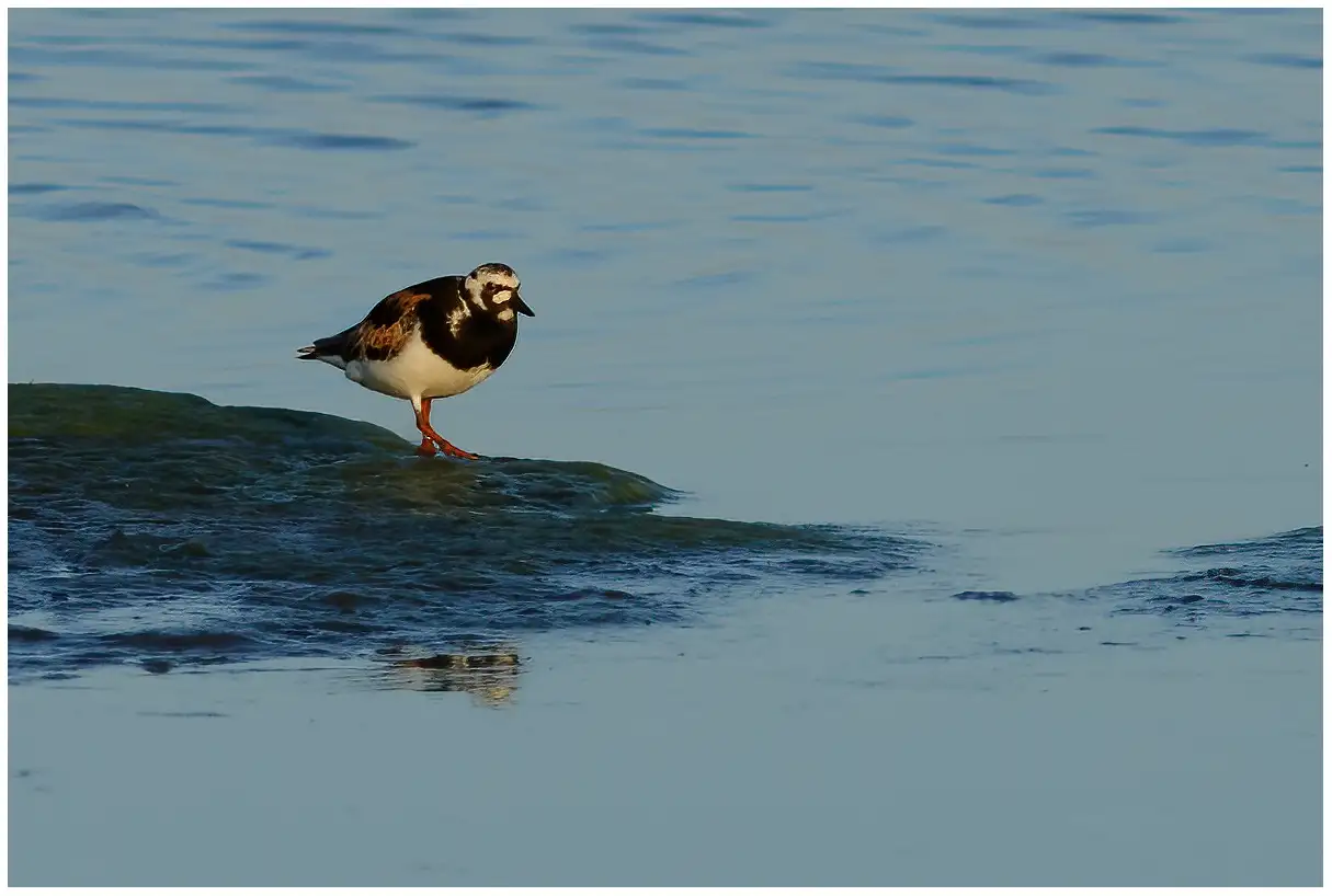 Ruddy turnstone