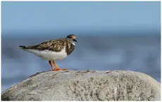 Ruddy turnstone