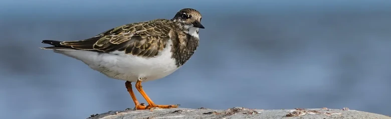 Ruddy turnstone