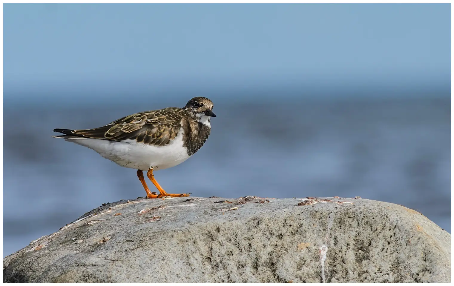 Ruddy turnstone