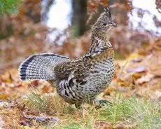 Ruffed grouse
