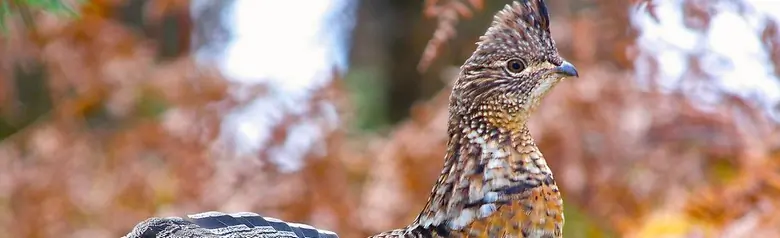 Ruffed grouse