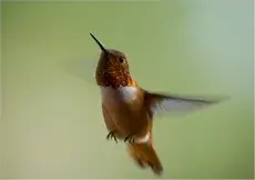 Rufous hummingbird