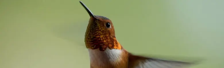Rufous hummingbird