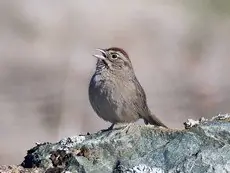 Rufous-crowned sparrow
