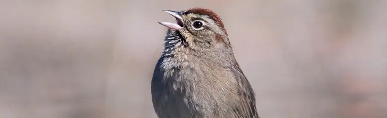 Rufous-crowned sparrow