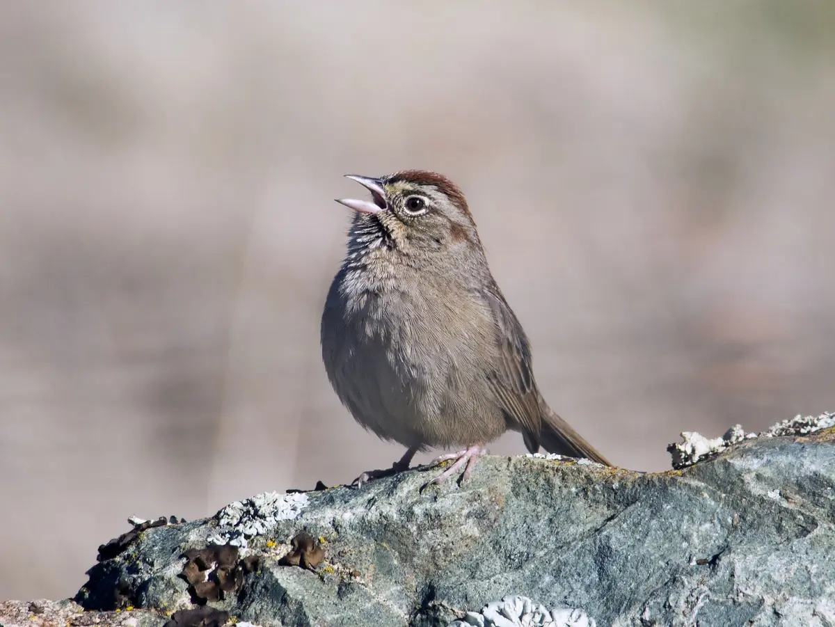 Rufous-crowned sparrow
