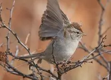 Rufous-winged sparrow
