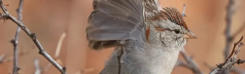 Rufous-winged sparrow