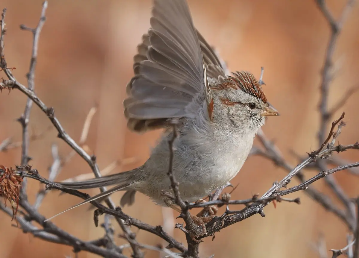 Rufous-winged sparrow