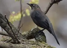 Rusty blackbird