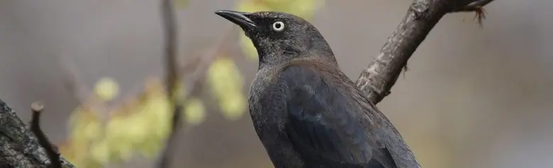 Rusty blackbird