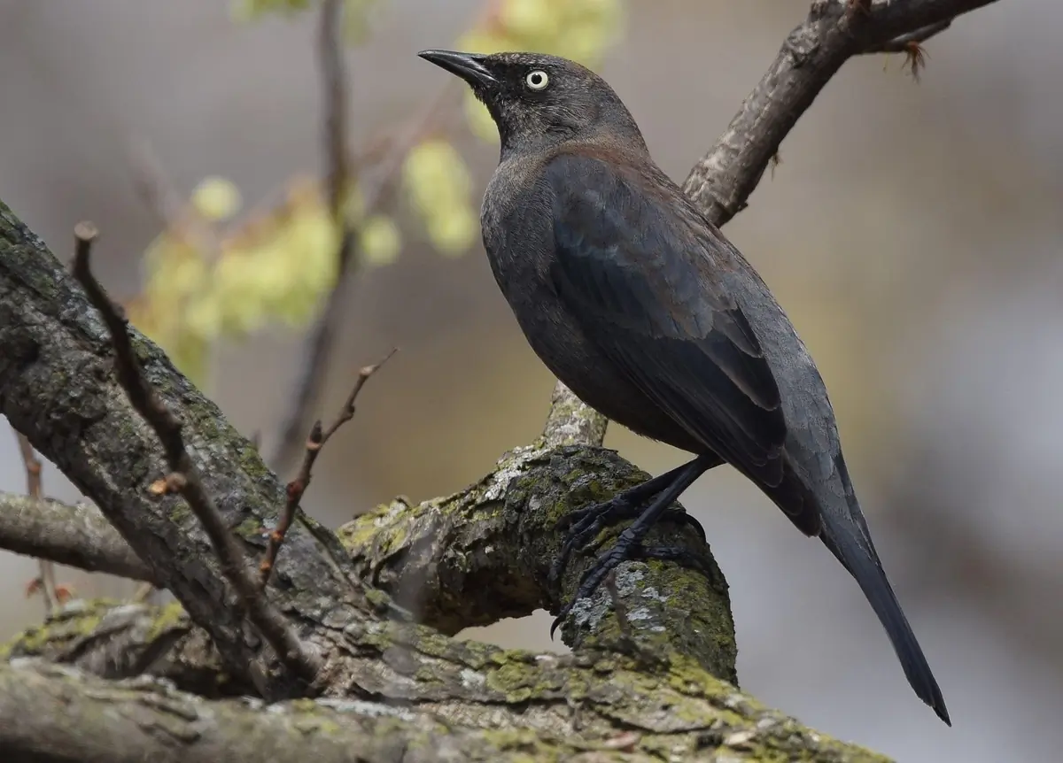 Rusty blackbird