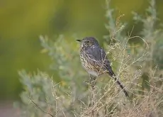 Sage thrasher