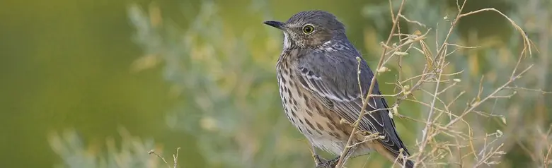 Sage thrasher