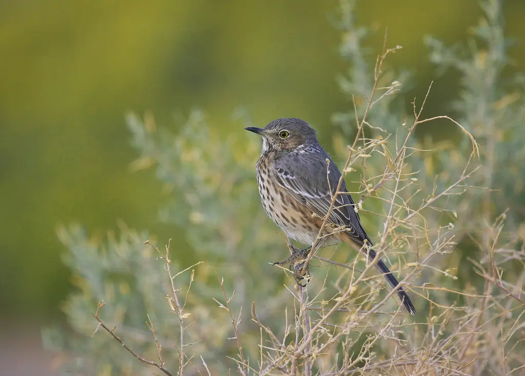 Sage thrasher
