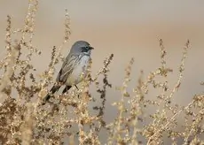 Sagebrush sparrow