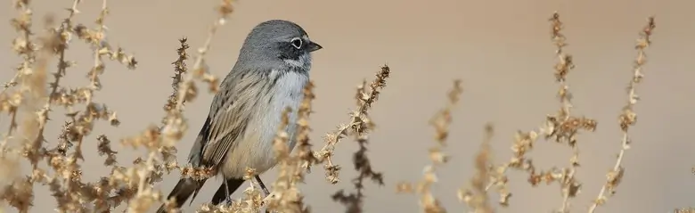 Sagebrush sparrow