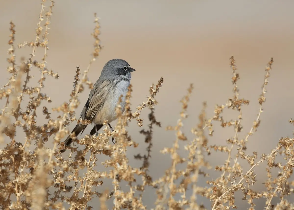 Sagebrush sparrow