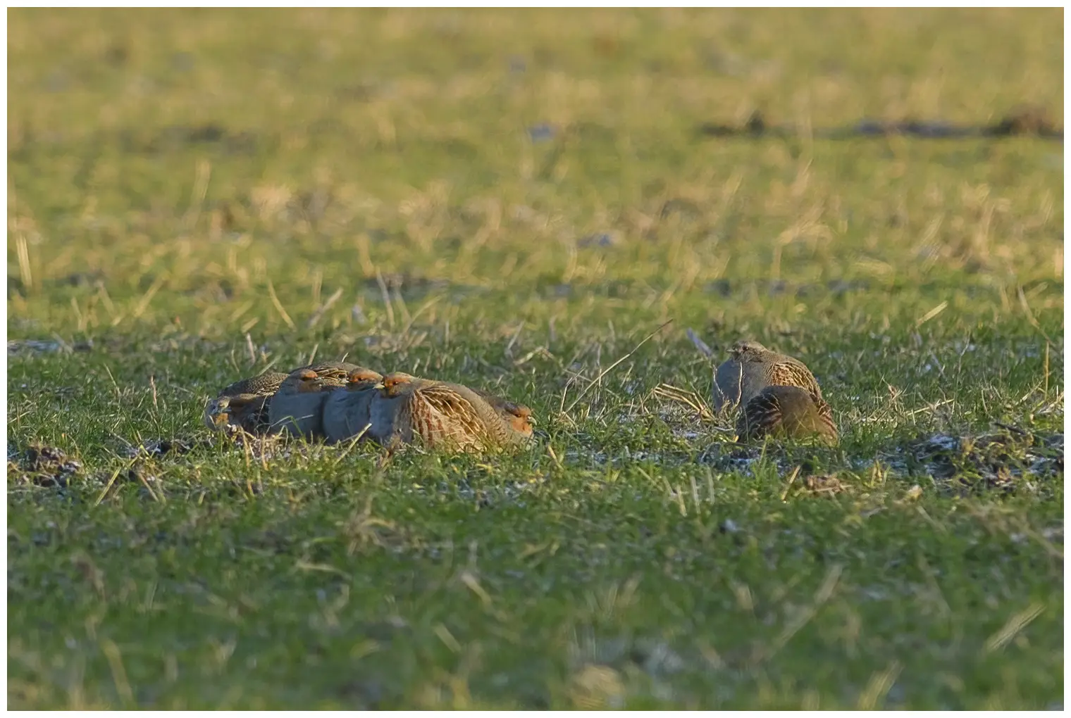 Gray partridge