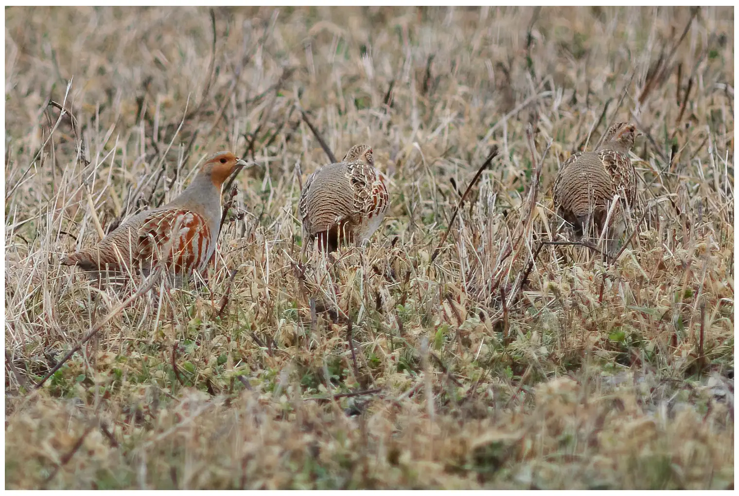 Gray partridge