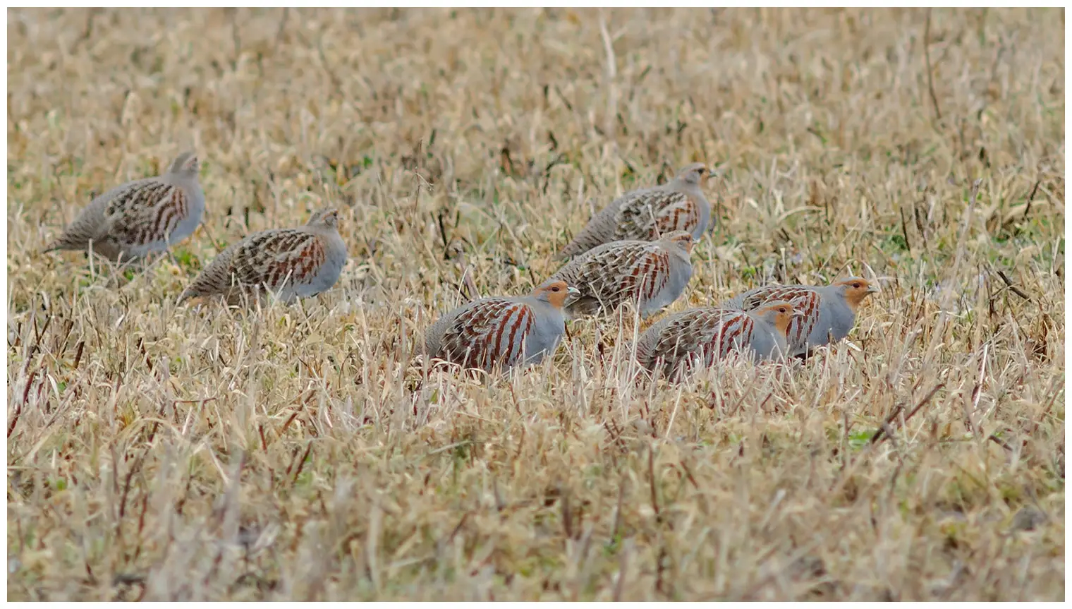 Gray partridge