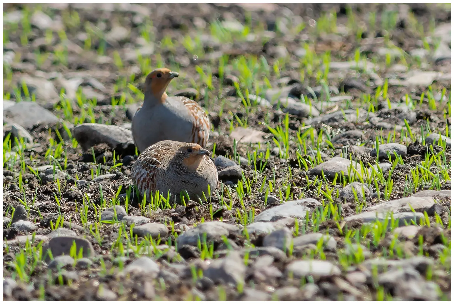 Gray partridge