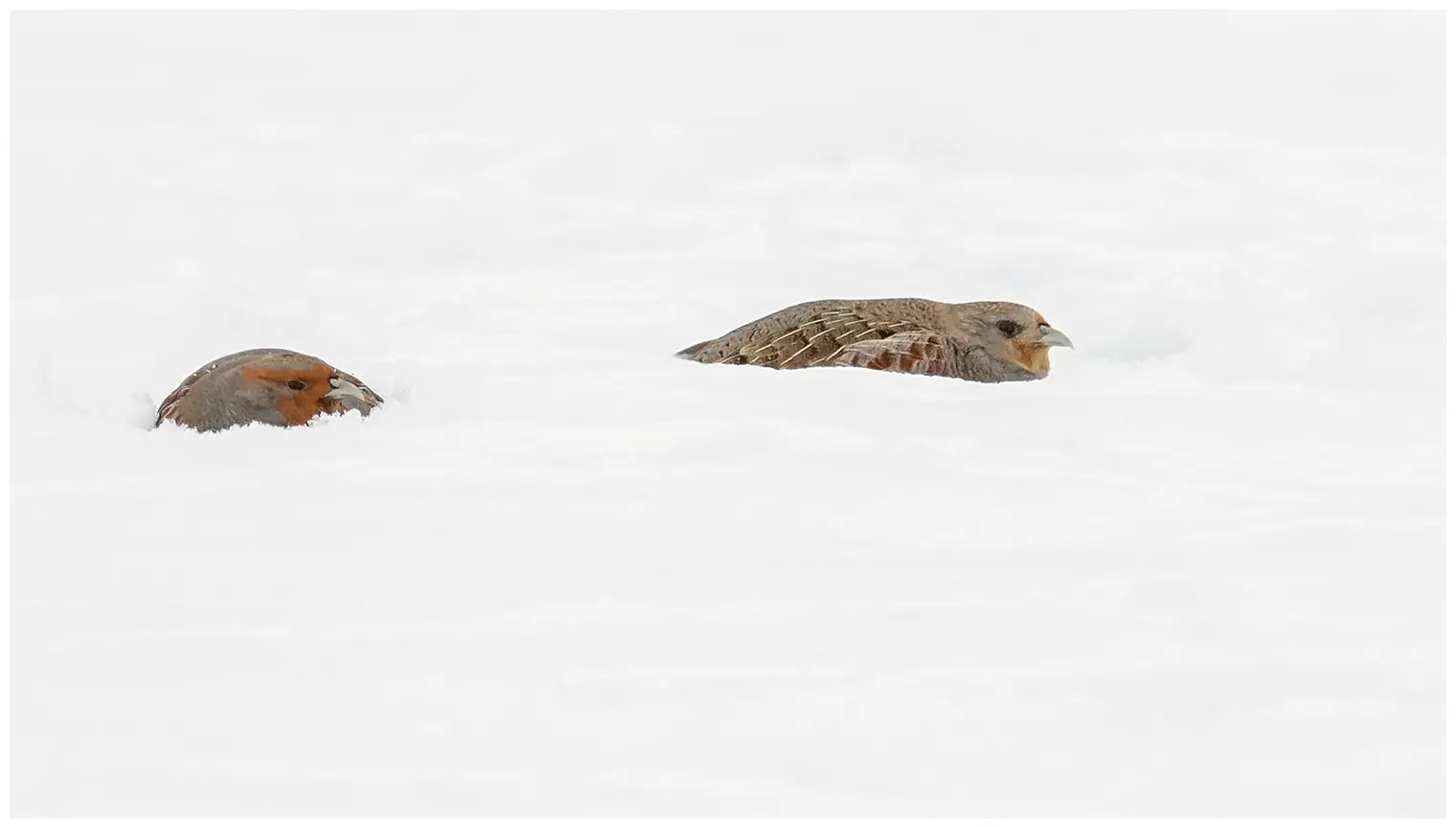 Gray partridge