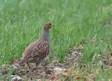 Gray partridge