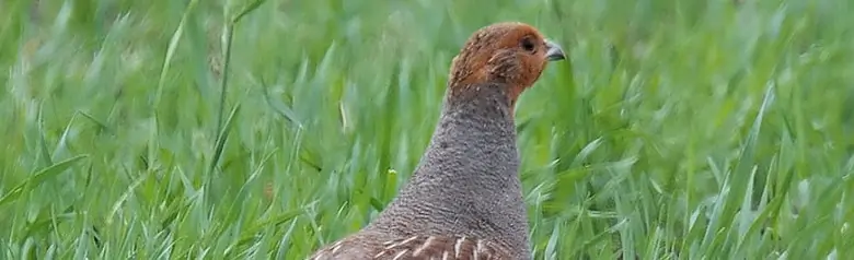 Gray partridge. Walking in the field. Brown-striped back camouflages well in the grass. Gray chest with a fine pattern, and the head is orange-brown.
